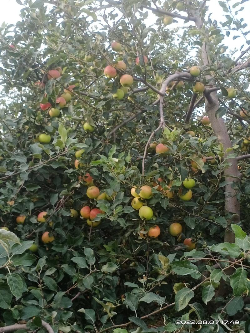 美八苹果