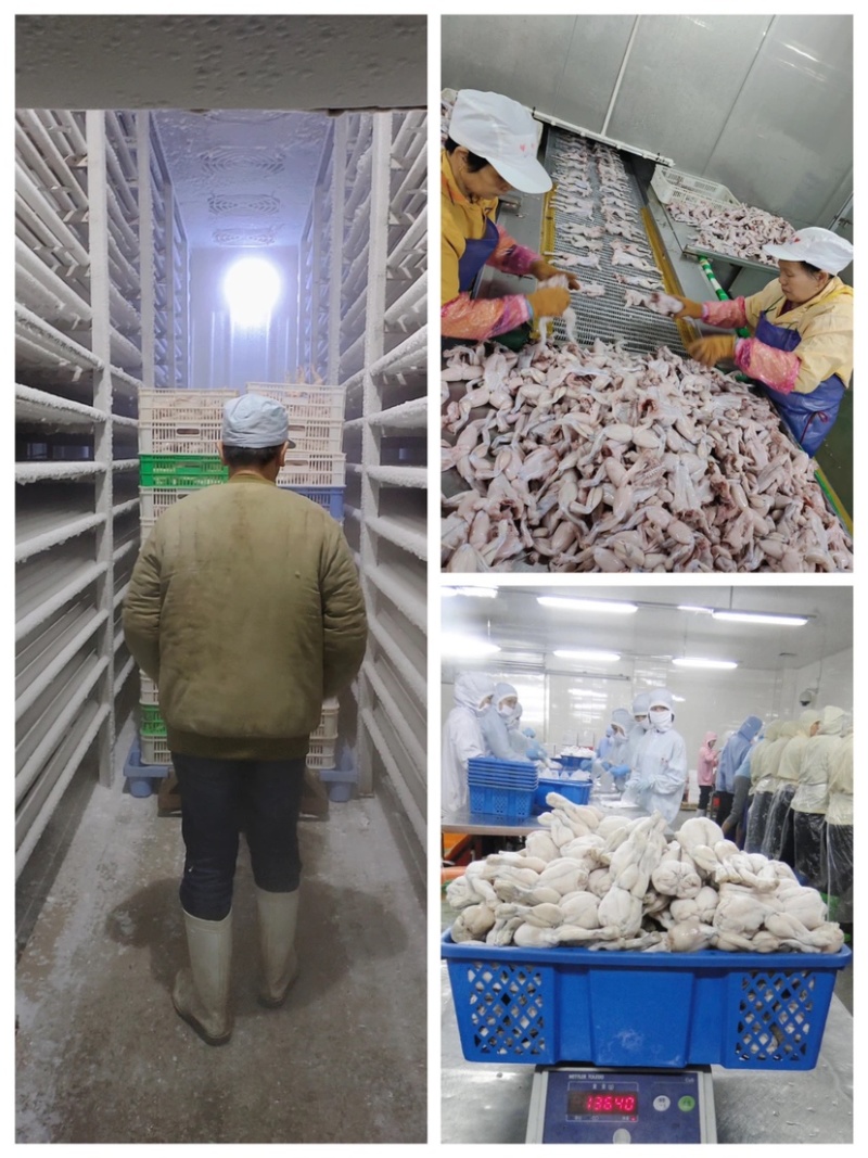 活杀整只牛蛙冰鲜牛蛙厂家直发价格实惠欢迎联系