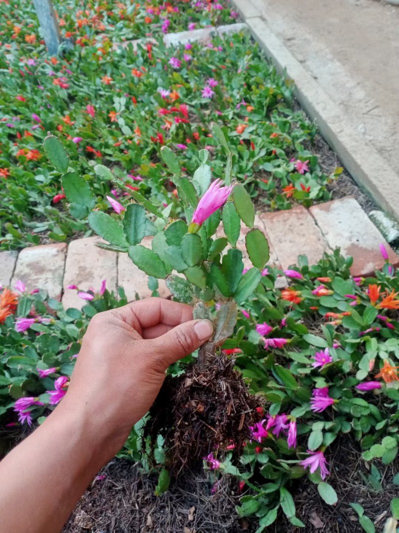 多色带花苞蟹爪兰盆栽品种花卉植物花卉螃蟹爪花蟹爪莲包邮