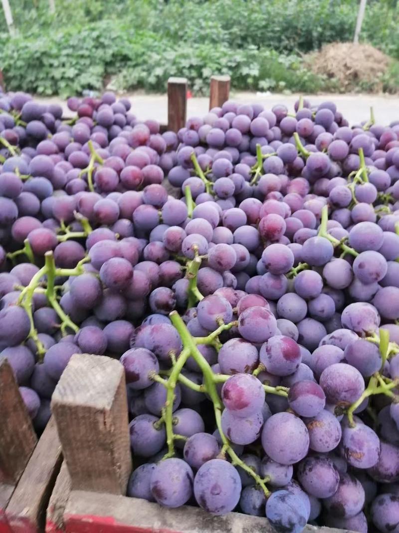 巨峰葡萄大量上市物美价廉河北产地直发质量保证