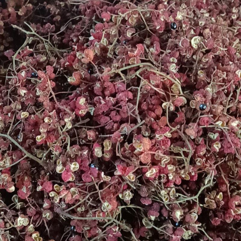 【精品】大红袍花椒一手货源，量大从优，产地直发