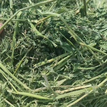 苜蓿草行情产地种植数量很多蛋白高水分低