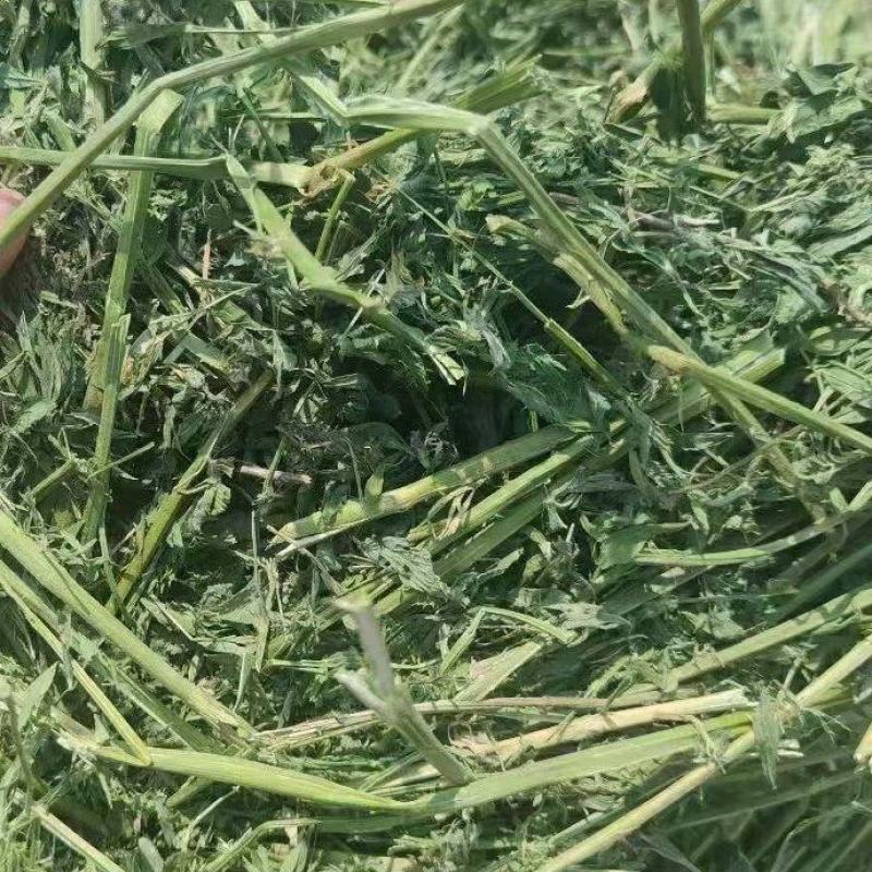 苜蓿草行情产地种植数量很多蛋白高水分低