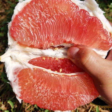 三红柚红柚白柚福建琯溪产地直发欢迎考察大量批发