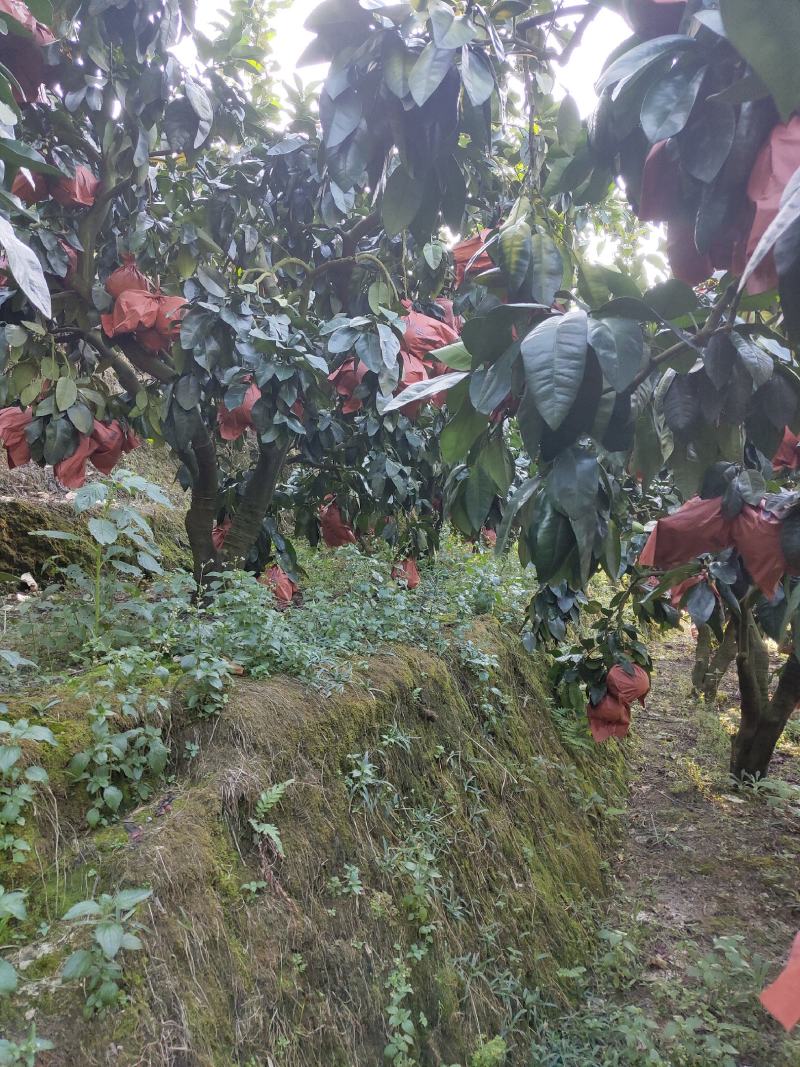 三红柚红柚白柚福建琯溪产地直发欢迎考察大量批发