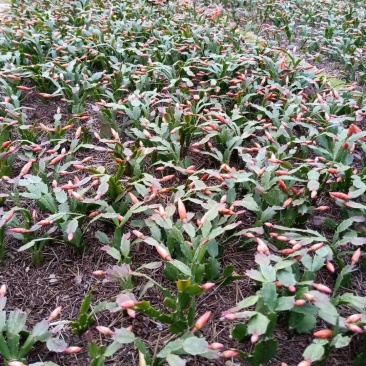 地摊进口蟹爪兰花苗多色带花苞花卉白色橙色荷兰红室内去甲醛