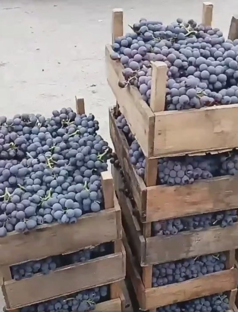 玫瑰香大量欢迎前来采购