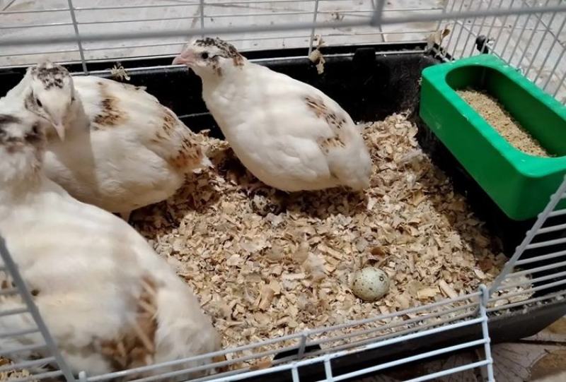 沙维鹌鹑巨型鹌鹑肉蛋观赏多用，45天生蛋，产蛋量高