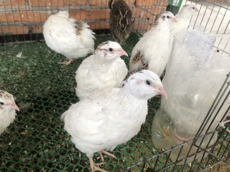 沙维鹌鹑巨型鹌鹑肉蛋观赏多用，45天生蛋，产蛋量高