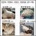 沙维鹌鹑巨型鹌鹑肉蛋观赏多用，45天生蛋，产蛋量高
