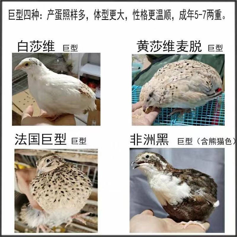 沙维鹌鹑巨型鹌鹑肉蛋观赏多用，45天生蛋，产蛋量高