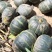 贝贝南瓜有八万斤
