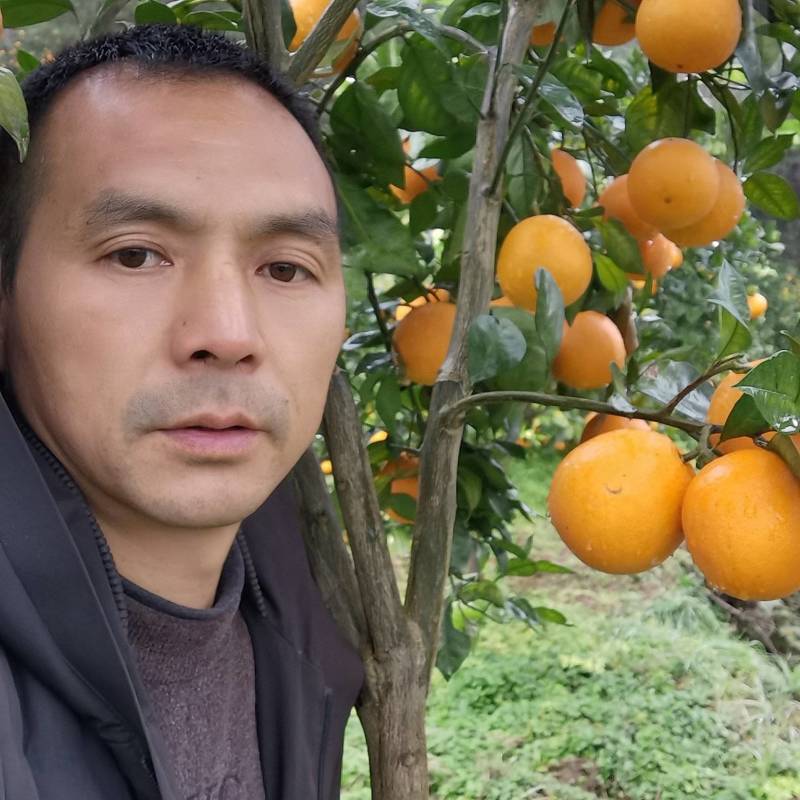 锦蜜冰糖橙