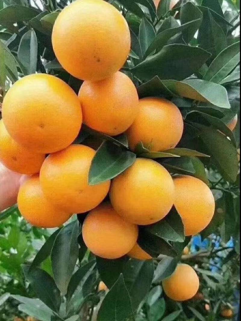 锦蜜冰糖橙