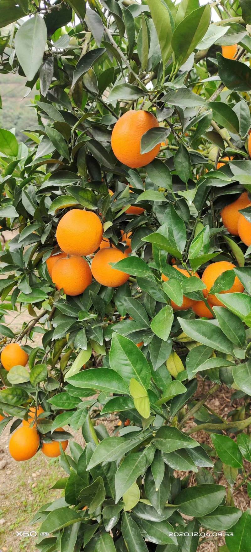 锦蜜冰糖橙