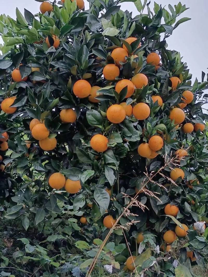 锦蜜冰糖橙