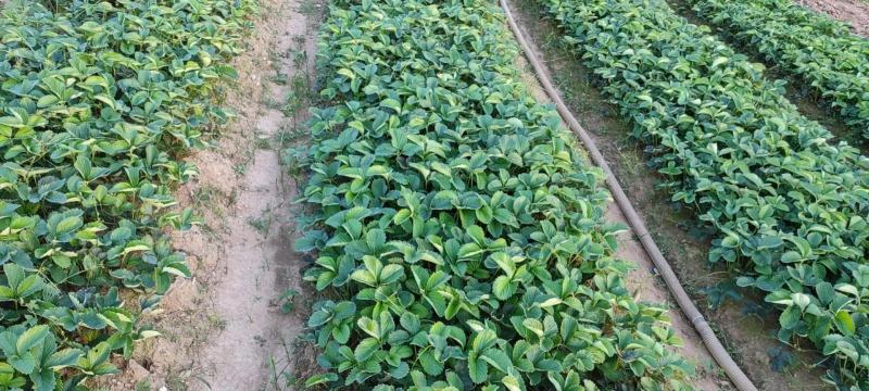 【精品草莓苗】正宗丹东九九草莓苗包成活（死苗:)包赔