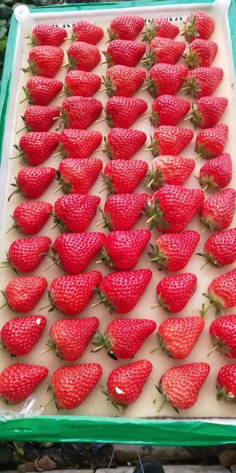 【红颜品质种苗】辽宁红颜生产草莓苗脱毒草莓苗大量有货