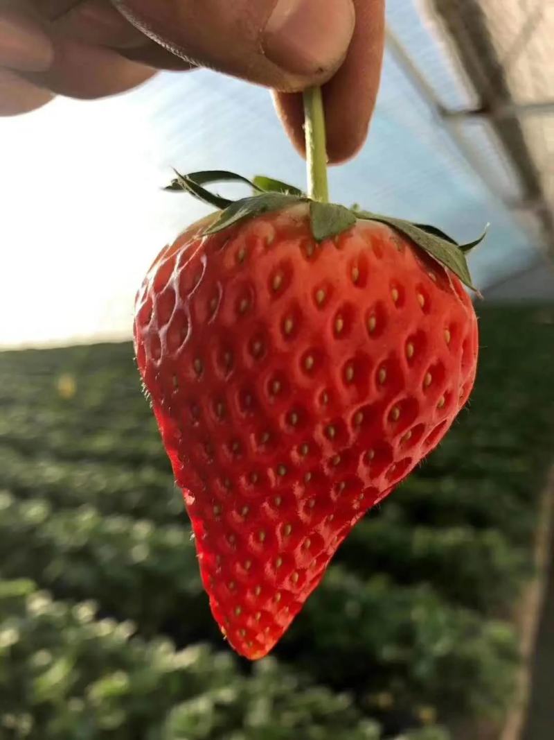 【红颜品质种苗】辽宁红颜生产草莓苗脱毒草莓苗大量有货