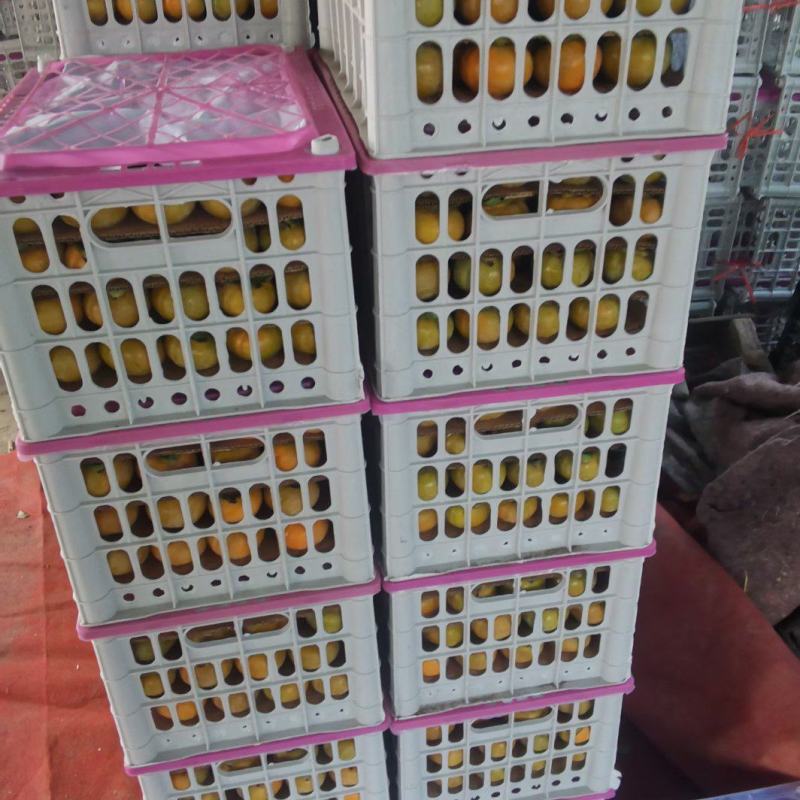 山西永济七月黄柿子大量上市，欢迎有意客商前来洽谈