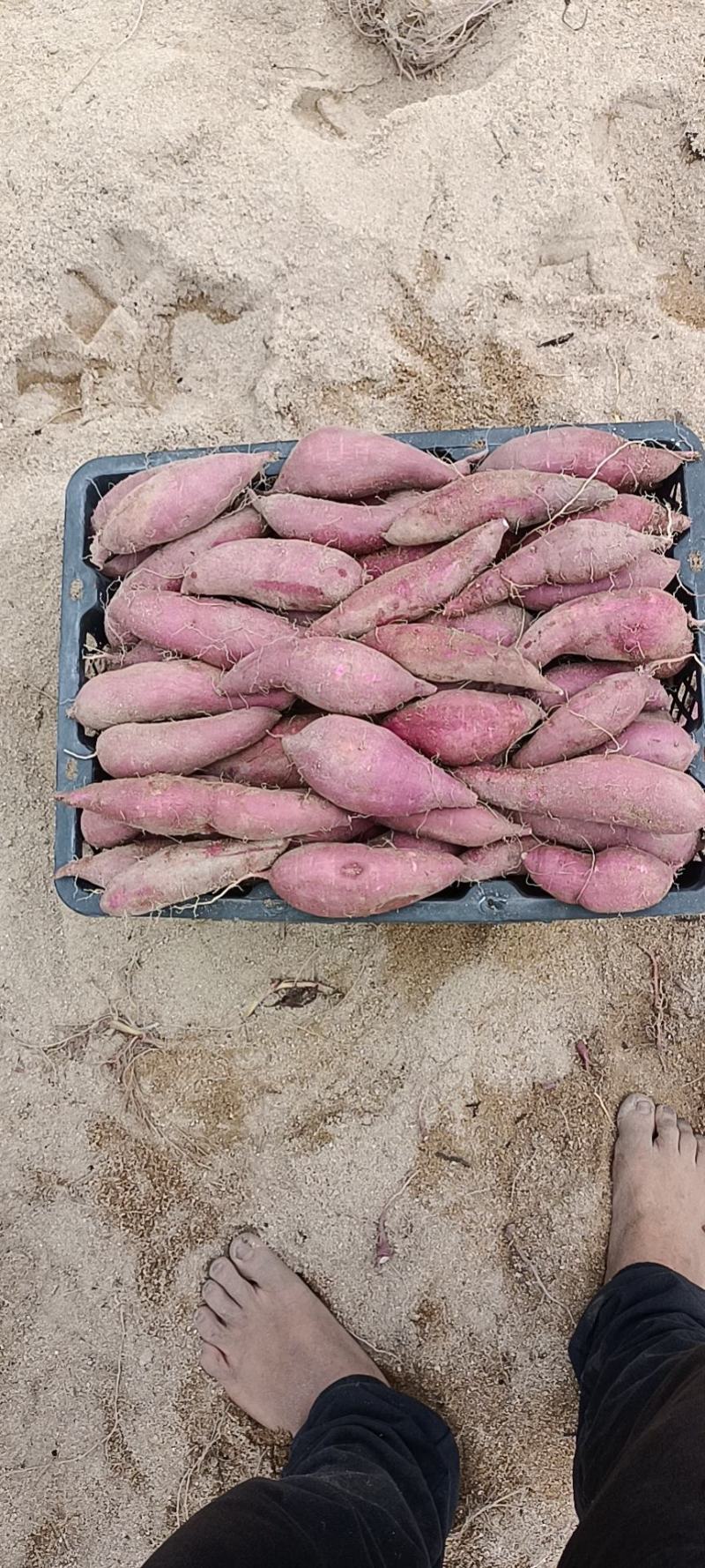 海南一点红红薯大量上市专业代办