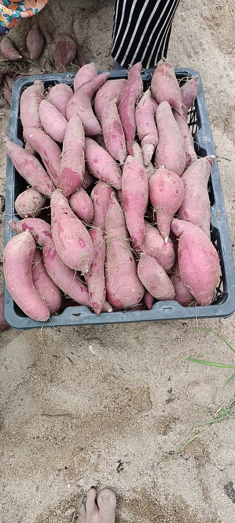 海南一点红红薯大量上市专业代办