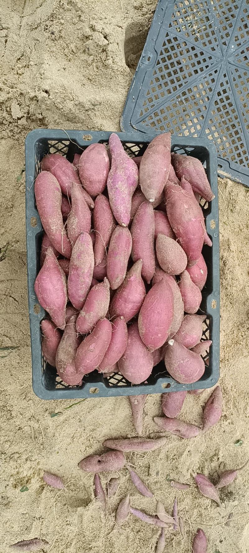 海南一点红红薯大量上市专业代办