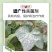 40%苯甲吡唑酯苯醚甲环唑葡白粉病炭疽叶斑果树农药杀菌剂