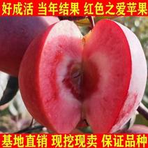 红肉红色之爱苹果南北种植红心红皮红花嫁接苹果苗