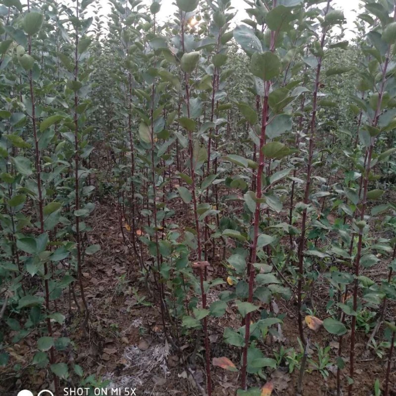 红肉红色之爱苹果南北种植红心红皮红花嫁接苹果苗