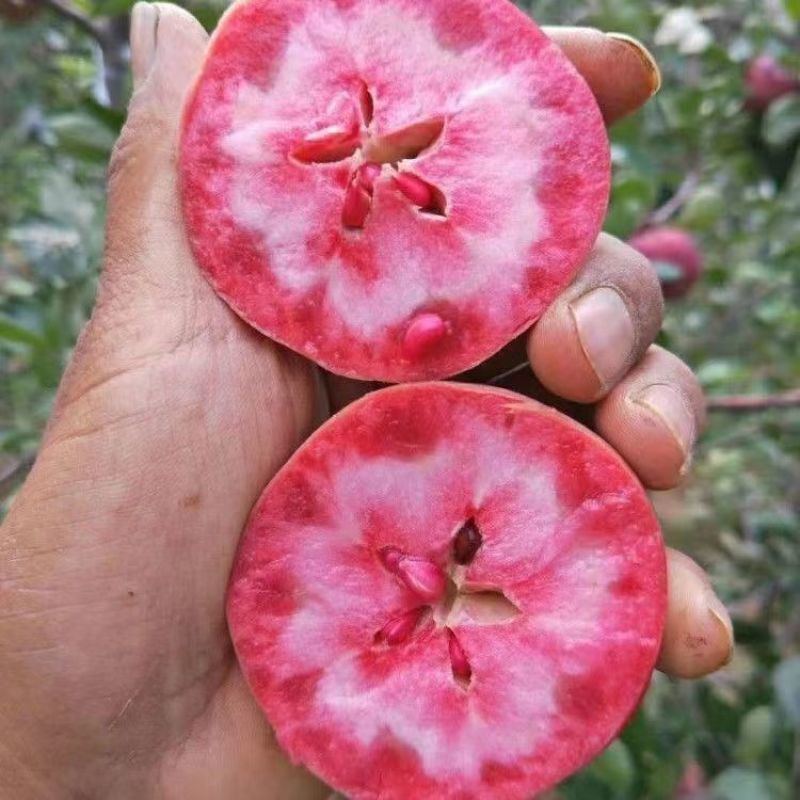 红肉红色之爱苹果南北种植红心红皮红花嫁接苹果苗