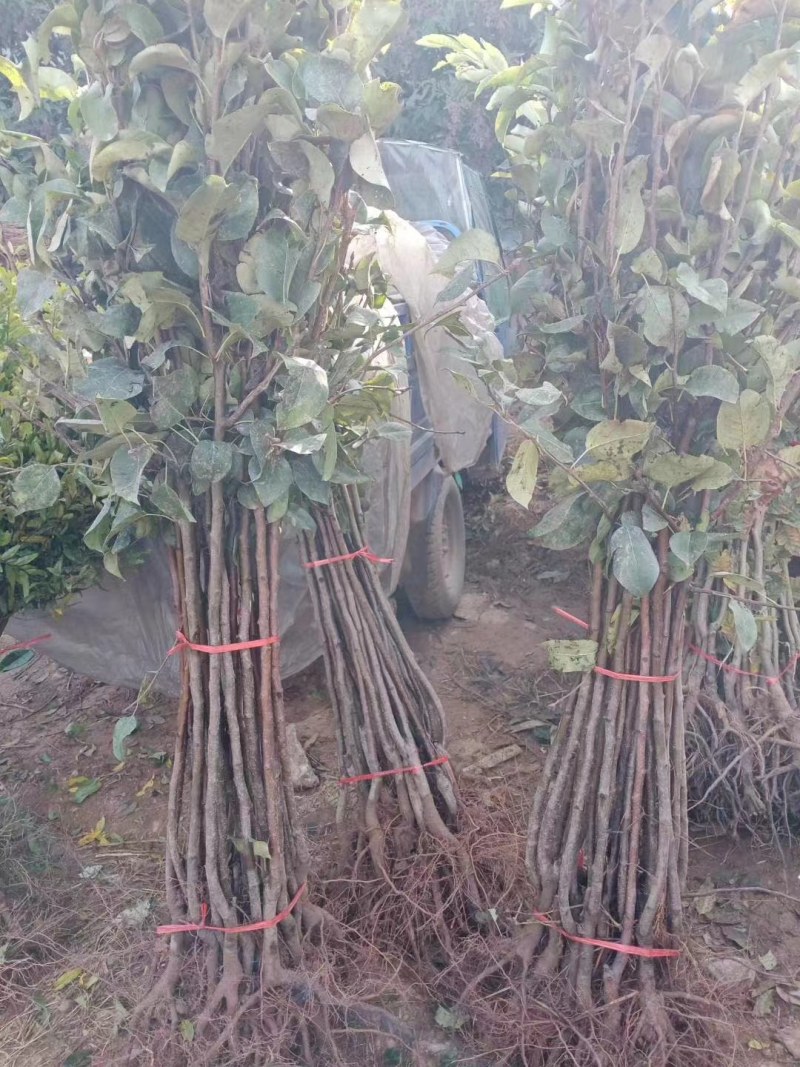 红肉红色之爱苹果南北种植红心红皮红花嫁接苹果苗