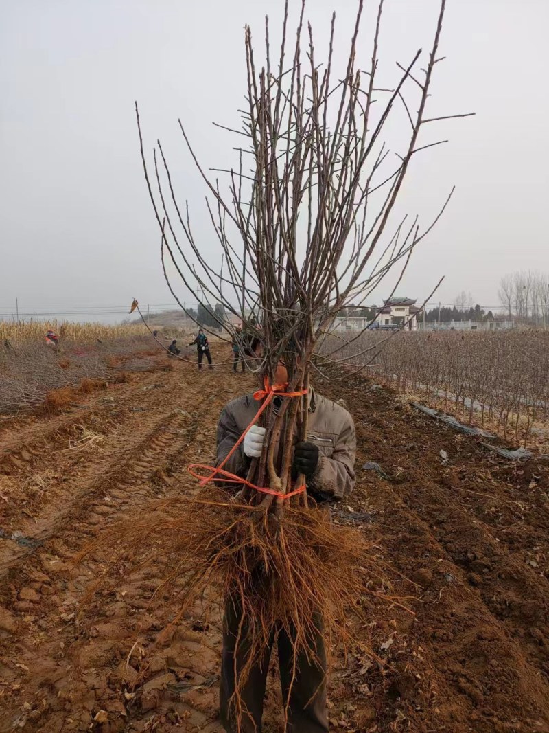 红肉红色之爱苹果南北种植红心红皮红花嫁接苹果苗