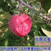 品种红肉苹果苗当年结果红色之爱苹果树苗南北方种植包邮价