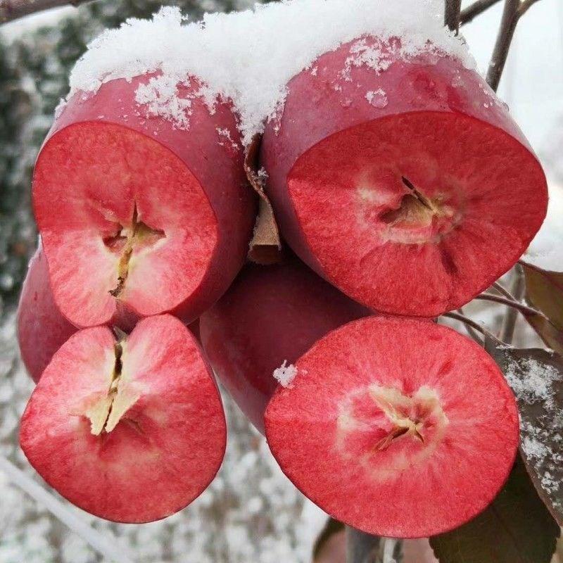 品种红肉苹果苗当年结果红色之爱苹果树苗南北方种植包邮价