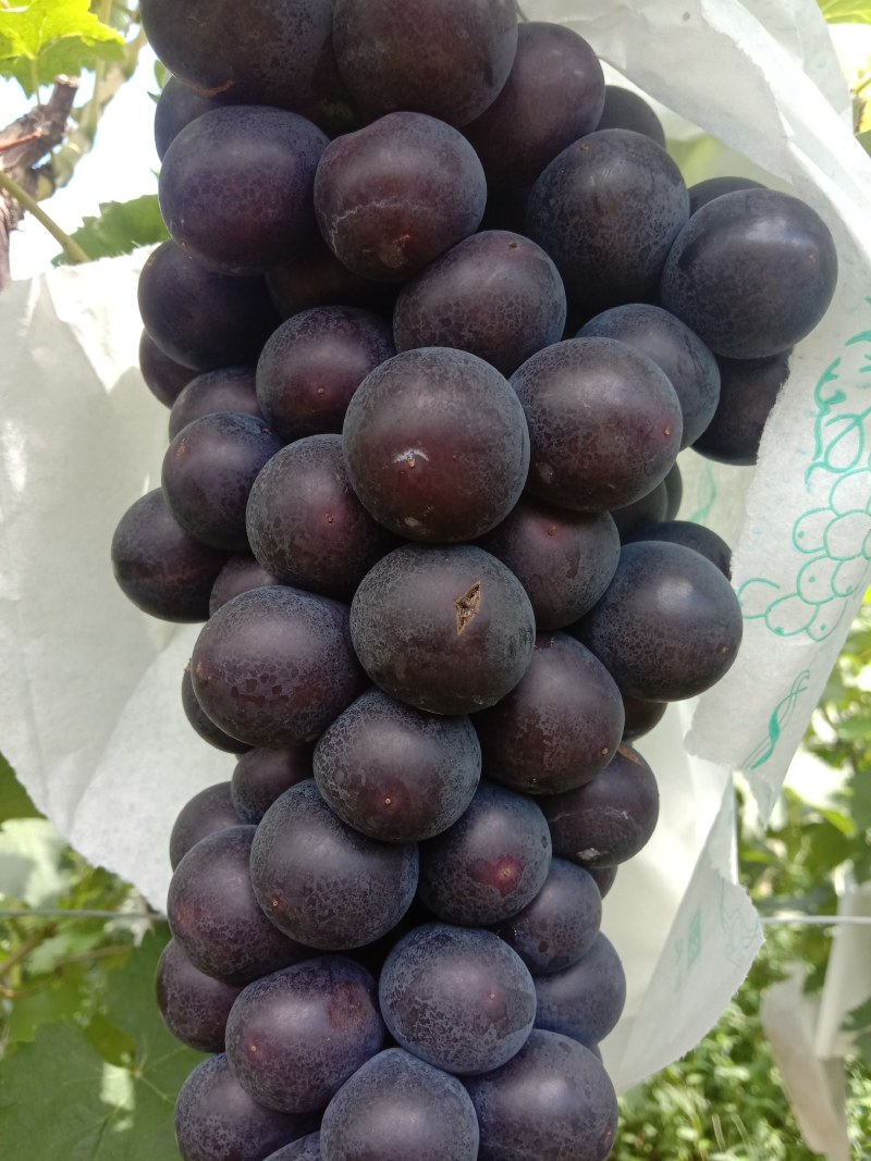 巨峰葡萄已大量上市欢迎全国各地新老客商前来选购
