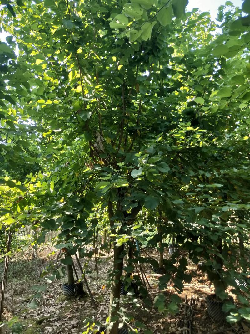 便宜处理12/15宫粉紫荆假值苗几十颗老苗