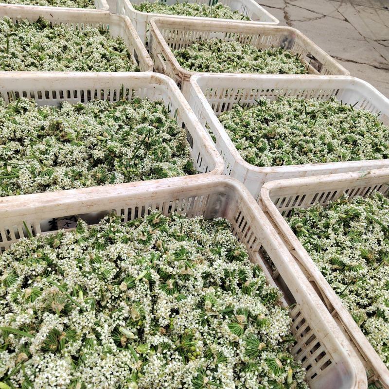 韭菜花，雪白，本地直发诚信经营欢迎来电咨询
