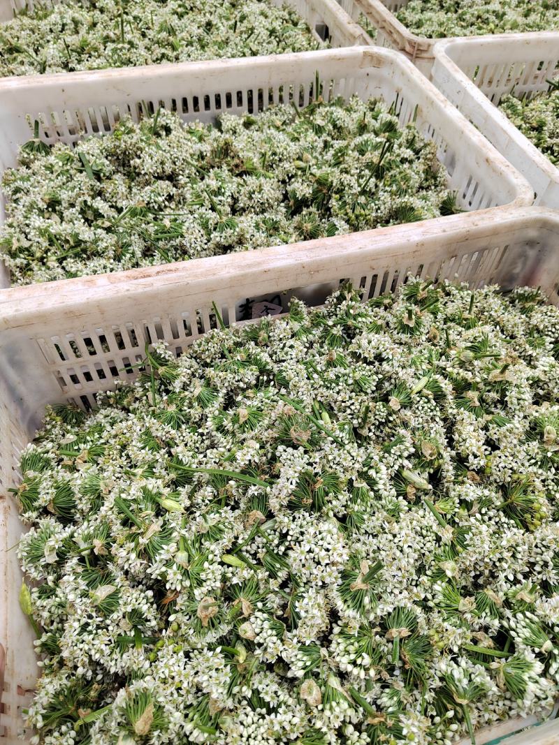 韭菜花，雪白，本地直发诚信经营欢迎来电咨询
