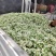 韭菜花，雪白，本地直发诚信经营欢迎来电咨询