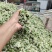 韭菜花，雪白，本地直发诚信经营欢迎来电咨询