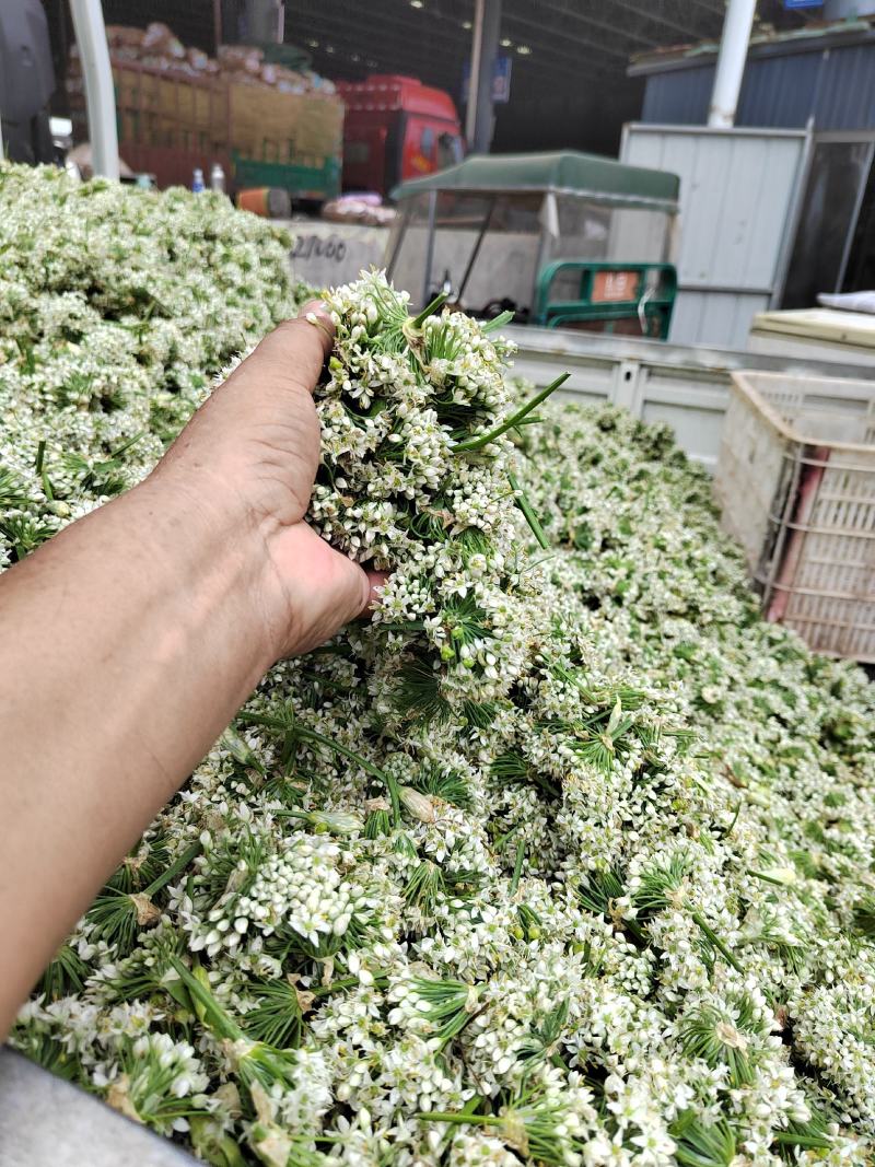 韭菜花，雪白，本地直发诚信经营欢迎来电咨询