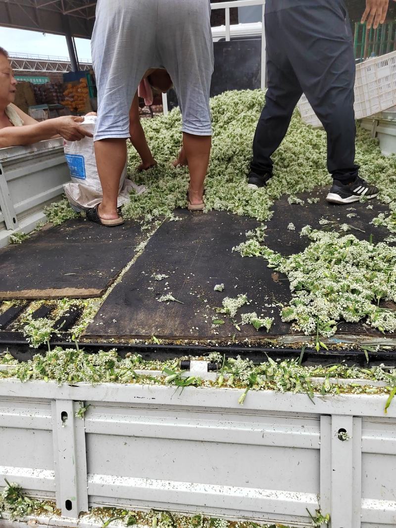 韭菜花，雪白，本地直发诚信经营欢迎来电咨询