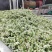 韭菜花，雪白，本地直发诚信经营欢迎来电咨询