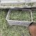 韭菜花，雪白，本地直发诚信经营欢迎来电咨询