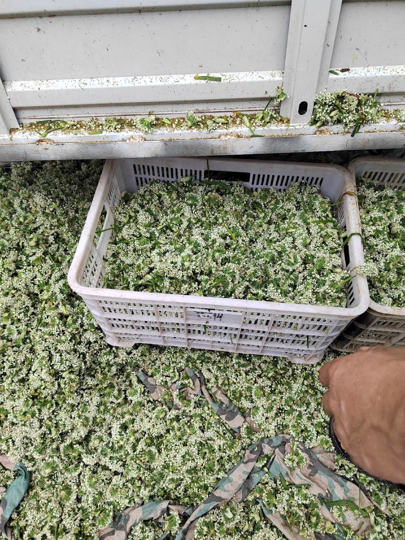 韭菜花，雪白，本地直发诚信经营欢迎来电咨询