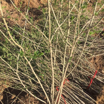 各种树，水蜡树