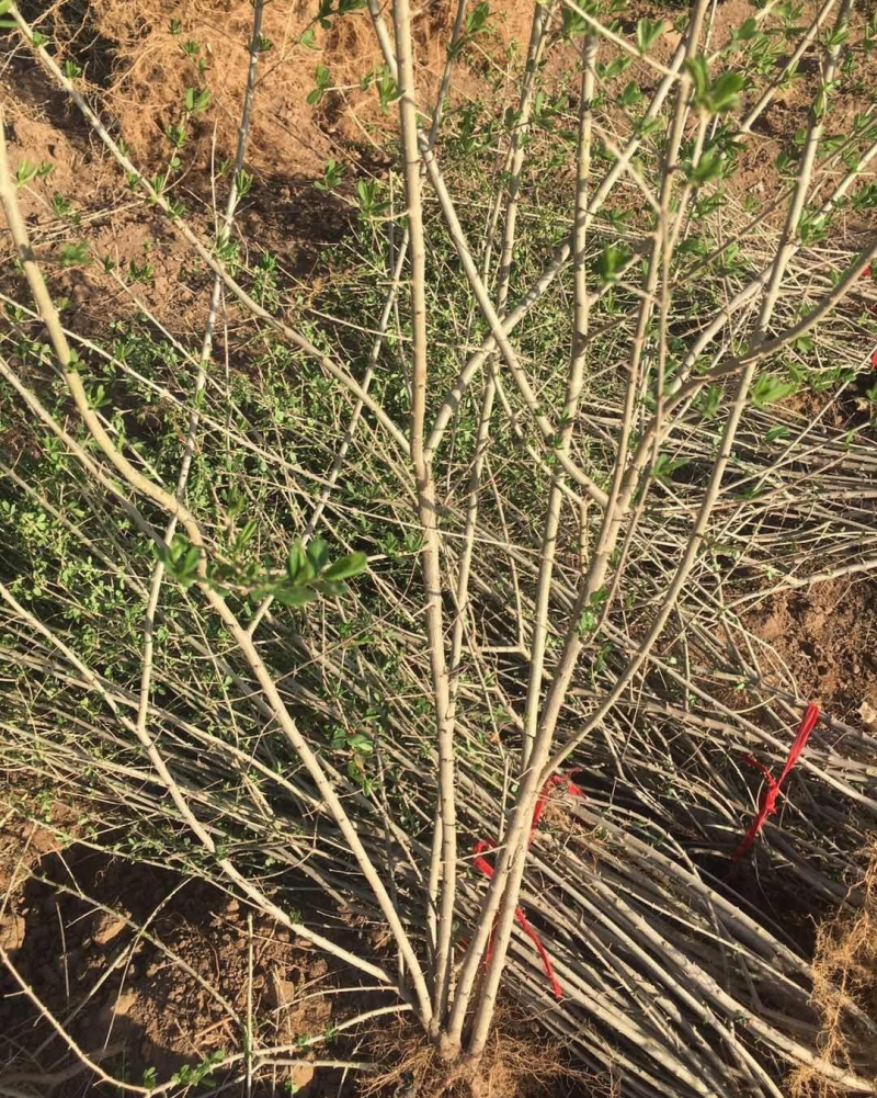 各种树，水蜡树