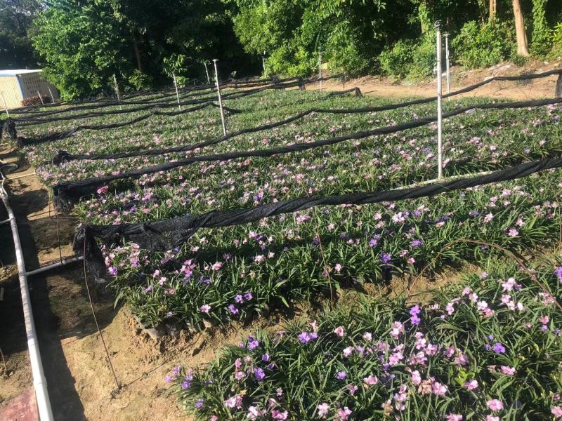 矮化翠芦莉！广东省揭阳市榕城区供应商。