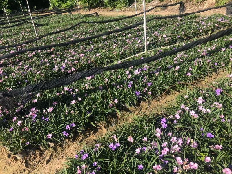矮化翠芦莉！广东省揭阳市榕城区供应商。